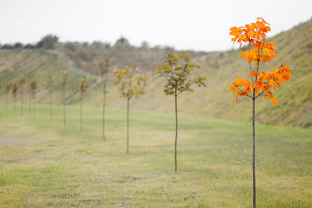 yellow maple stands out in a line of green maples