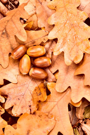 acorns on colorful autumn yellow oak leafs