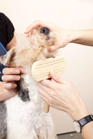 Fox terrier getting his hair cut at the groomerの写真素材