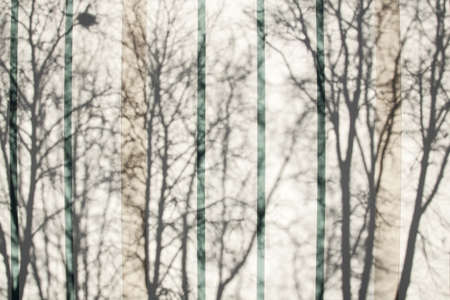 Modern wall with a shadows of a treesの写真素材