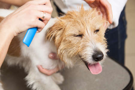 Jack Russell Terrier getting his hair cut at the groomerの写真素材