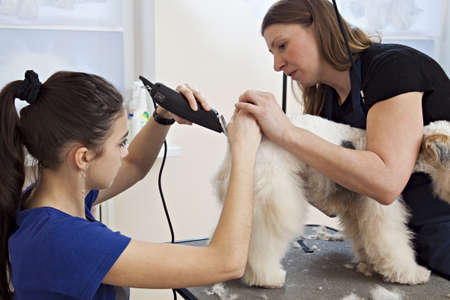 Hairdresser mows fox terrier fur on the back with a trimmerのeditorial素材