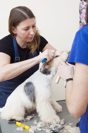 Fox terrier getting his hair cut at the groomerのeditorial素材