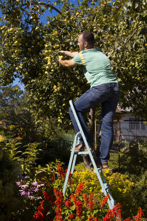 young people gather apples standing on a stepladderの写真素材
