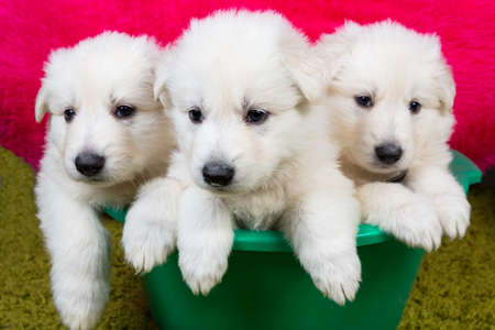 Three baby swiss shepherd sitting in green washの写真素材