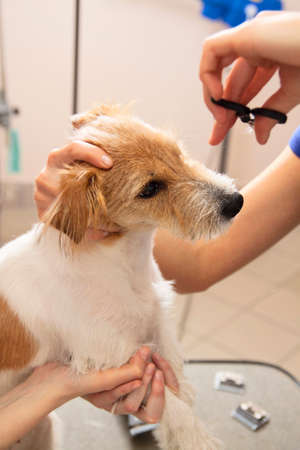 Hairdresser mows Jack Russell Terrier fur on the head with a scissorsの写真素材
