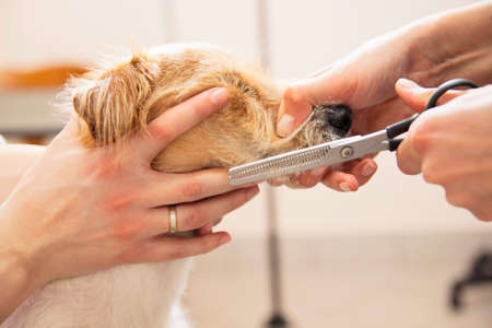 Hairdresser mows Jack Russell Terrier fur on the head with a scissorsの写真素材