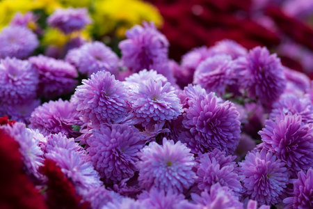 Blooming purple yellow and purpur Mums or Chrysanthemums with morning dew autumn flower backgroundの写真素材