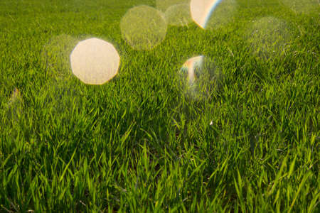 Background of green grass with rain dropsの写真素材