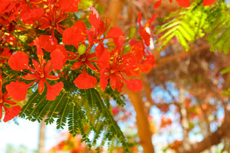 The blooming red acacia flowers close upの写真素材