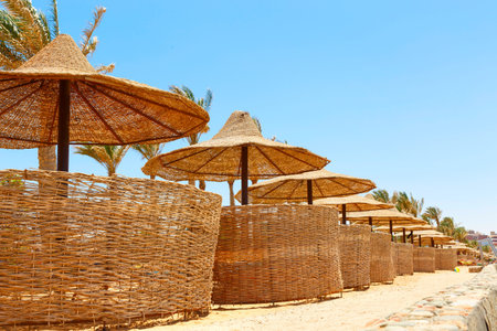 View of the beach with umbrellas and palm treesの写真素材