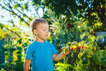 Beautiful little boy eats raspberries from the bushの写真素材