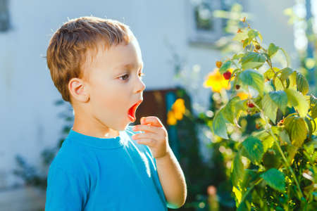 Adorable small boy eats raspberries in a gardenの写真素材