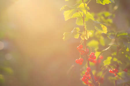 The berries of a red currant shined by solar beamsの写真素材