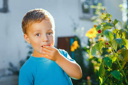 Adorable small boy eats raspberries in a gardenの写真素材