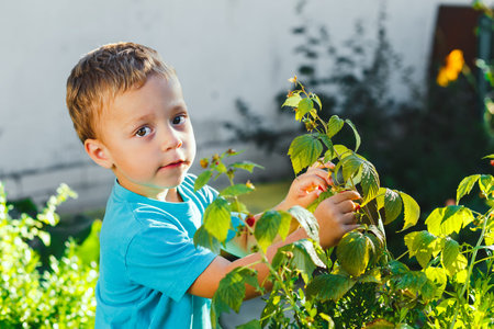 Adorable small boy eats raspberries in a gardenの写真素材