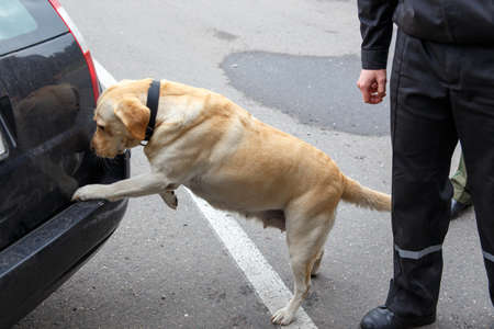 Labrador retriever Customs dog sitting on scaleの写真素材