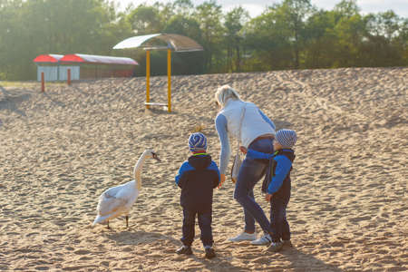 Mother and two twin brothers feeds the swans on the lakeの写真素材