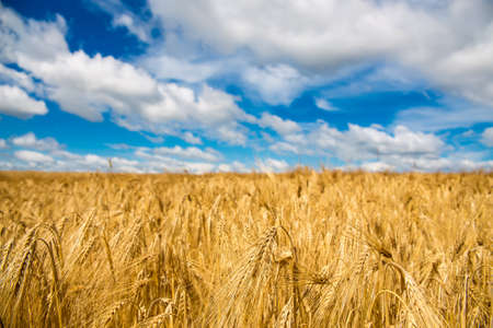 golden wheat field and cloudy sky in sunny dayの写真素材