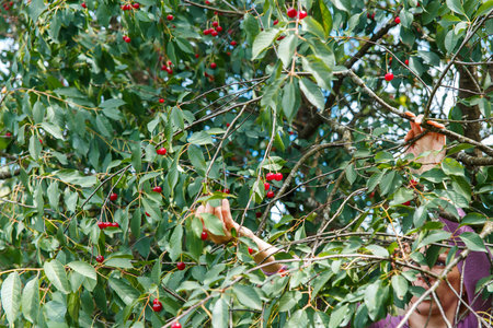 A smiling young woman gathering cherries in the gardenの写真素材
