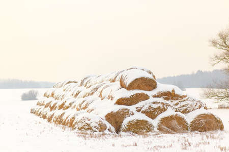 Straw Fodder Bales in Winter: straw that were left after the fall harvest are used as animal feed and bedding during the winter monthsの写真素材