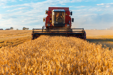 GRODNO, BELARUS - AUG 02: Combine harvester working on a wheat field near the living buildings on August 02, 2016 in Grodno, Belarusのeditorial素材