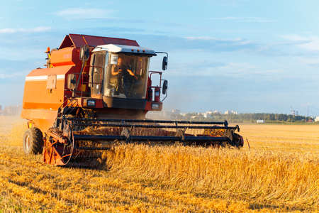 GRODNO, BELARUS - AUG 02: Combine harvester working on a wheat field near the living buildings on August 02, 2016 in Grodno, Belarusのeditorial素材