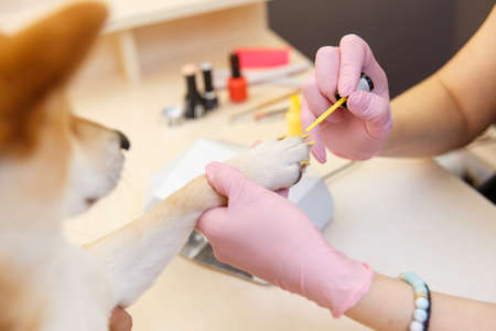 Shiba Inu dog an appointment at the beautician in a beauty salon. Close up.の写真素材