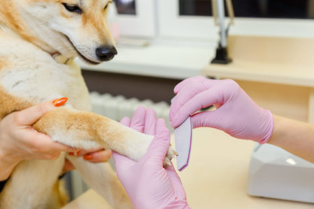 A beautician treats Sibu Inu dogs nails with a nail file