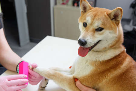 A beautician treats Sibu Inu dog's nails with a nail fileの写真素材