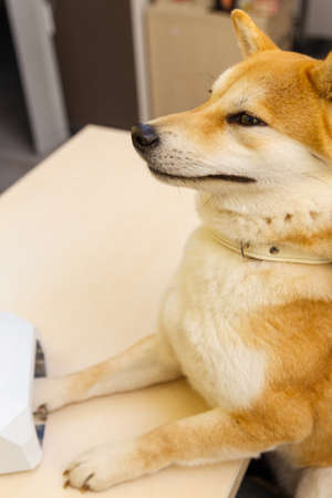 Shiba Inu dog an appointment at the beautician in a beauty salon. Treatment of the varnish with UV lampの写真素材