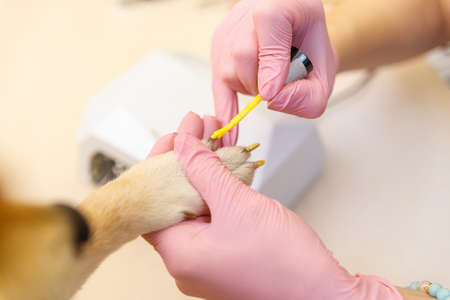 Shiba Inu dog an appointment at the beautician in a beauty salon. Close up.の写真素材