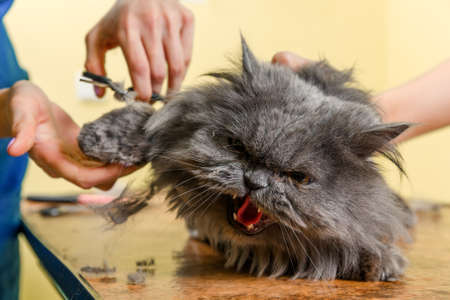 Persian cat sheared in the beauty salon for the animals. The cat is afraid and angry.の写真素材