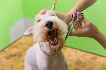 Fox terrier getting his hair cut at the groomer. Isolated on green background.