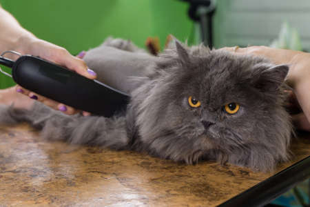 Persian cat sheared in the beauty salon for the animals. The cat is afraid and angry.の写真素材