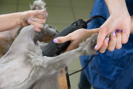 Cat grooming in pet beauty salon. The wizard uses the trimmer clipper cat.の写真素材