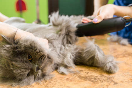 Cat grooming in pet beauty salon. The wizard uses the trimmer clipper cat.の写真素材