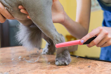 Cat grooming in pet beauty salon. The wizard uses the scissors for trimming paws.の写真素材