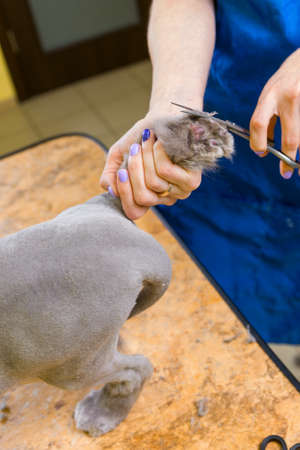 Cat grooming in pet beauty salon. The wizard uses the scissors for trimming paws.の写真素材