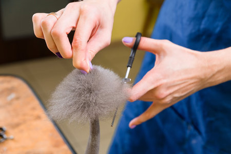 Cat grooming in pet beauty salon. The wizard uses the scissors for trimming tail.