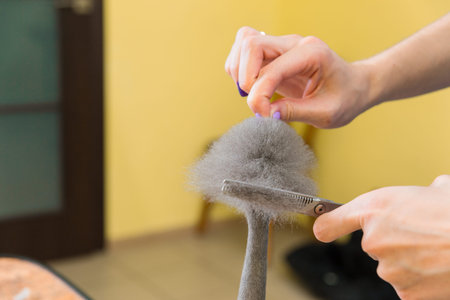 Cat grooming in pet beauty salon. The wizard uses the scissors for trimming tail.の写真素材