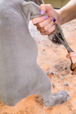 Cat grooming in pet beauty salon. The wizard uses the scissors for trimming paws.の写真素材