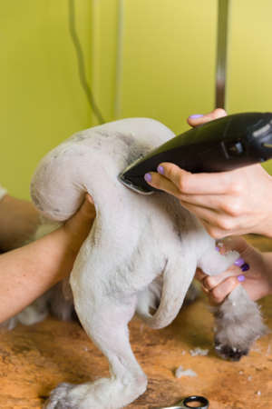 Cat grooming in pet beauty salon. The wizard uses the trimmer for trimming body.の写真素材