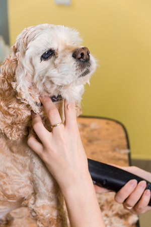 Grooming the hair of brown dog breed Cocker Spaniel. The groomer uses a trimmer for grooming dog.