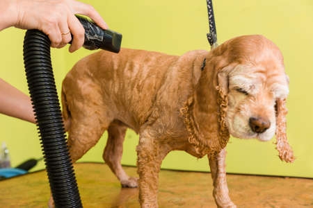Grooming the hair of brown dog breed Cocker Spaniel. The groomer uses a hair dryer to dry dog.の写真素材