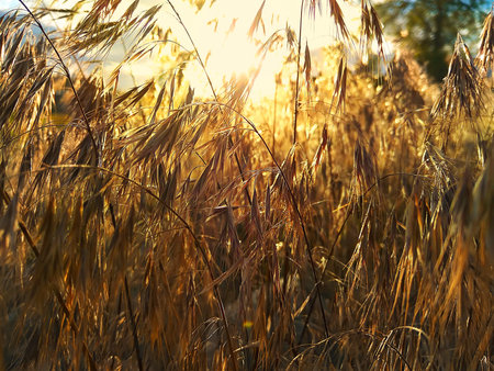 Wild field of grass on sunset. Soft sun rays. Toned in warm color.の写真素材