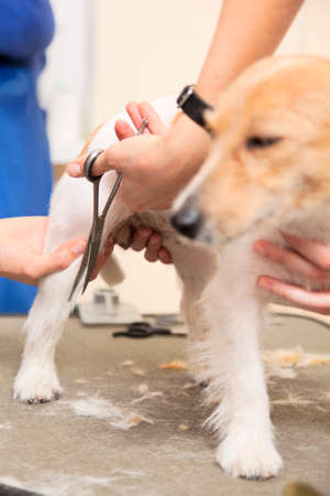 Hairdresser mows fur on the paws of Jack Russell Terrier with a scissorsの写真素材