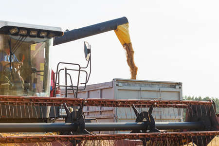 The harvester is bulk harvested grain into the truckの写真素材
