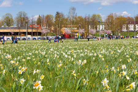 City park planted with flowering white daffodilsの写真素材