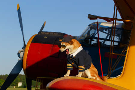 Funny photo of the Akita inu dog in a pilot suit at the airportの写真素材